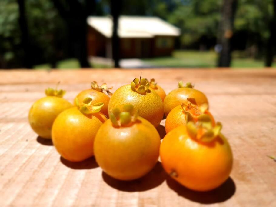 Sitio Recanto Feliz グラマド エクステリア 写真